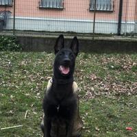 Pastore belga malinois