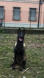 Pastore belga malinois