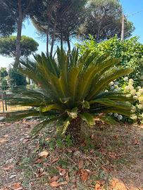 Cycas