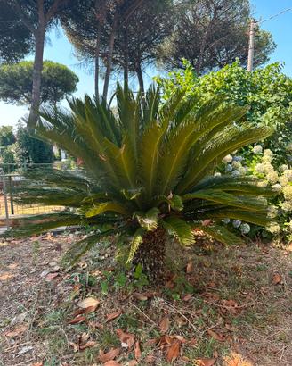 Cycas