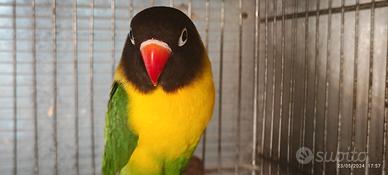 Insep mascherato femmina verde