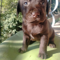 Cuccioli di labrador con pedigree enci