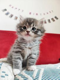 Cucciolo gatto siberiano