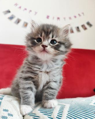 Cucciolo gatto siberiano