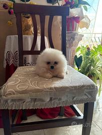 Spitz Pomerania