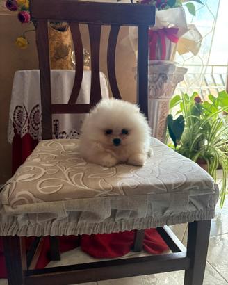 Spitz Pomerania