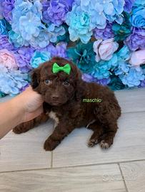 Maltipoo maschietto toy