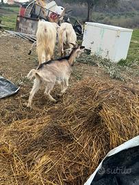 Capretta incrocio nano