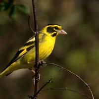 Coppia 2025 verdone himalaya