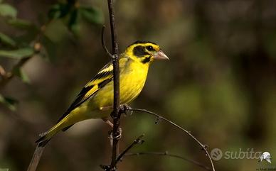 Coppia 2025 verdone himalaya