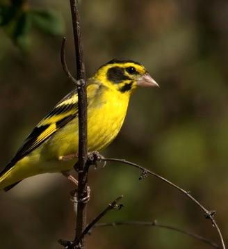 Coppia 2025 verdone himalaya