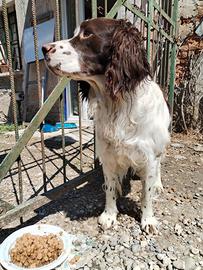 Mang0, guardiano della galassia