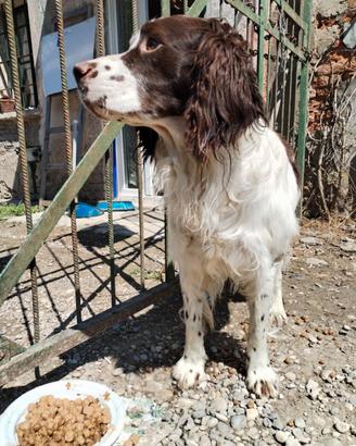 Mang0, guardiano della galassia