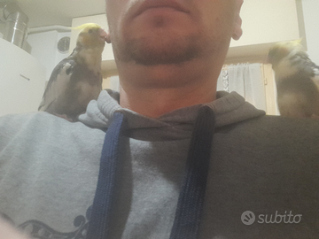 Due calopsite alevate a mano