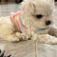 Maltese toy