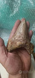 Fossile