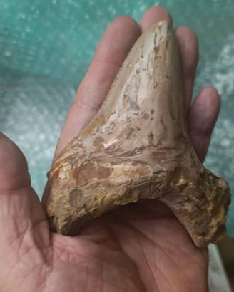 Fossile
