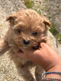 Cucciola pomapoo toy champagne