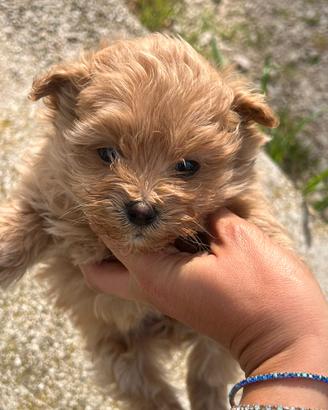 Cucciola pomapoo toy champagne