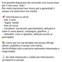 Cane taglia media non di razza