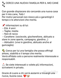 Cane taglia media non di razza