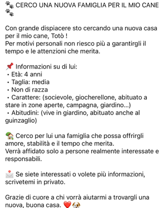 Cane taglia media non di razza