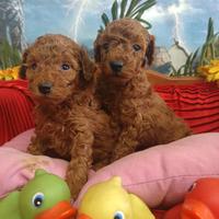 Rosso Red Inteso Barboncini Taglia Piccola