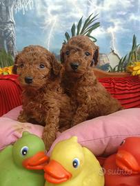 Rosso Red Inteso Barboncini Taglia Piccola