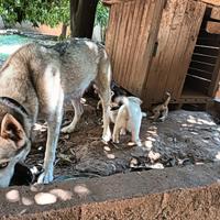 Cuccioli taglia grande