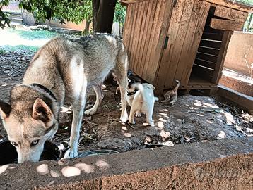 Cuccioli taglia grande