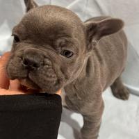 Bulldog francese