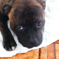 Vendita bul terrier inglese