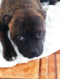 Vendita bul terrier inglese