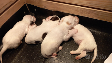 Cuccioli setter inglese maschi