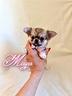 chihuahua-femmina-a-pelo-lungo-con-pedigree-enci