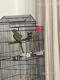 Parrocchetto dal collare