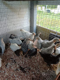 Pulcinotti di Oliver Egger