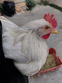 Araucane e Marans