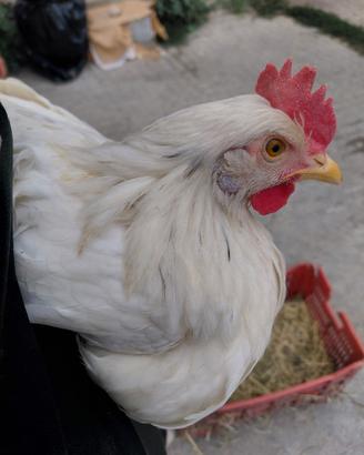 Araucane e Marans