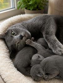 Gattini simili blu di russia (senza pedigree)