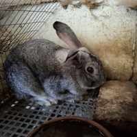 Coniglio grigio di Carmagnola