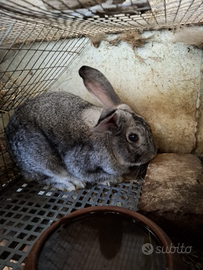 Coniglio grigio di Carmagnola