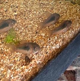 Corydoras Aeneus