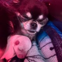 Cuccioli disponibili