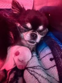 Cuccioli disponibili