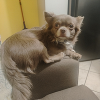 Chihuahua femmina per accoppiamento