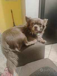 Chihuahua femmina per accoppiamento