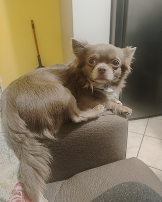 Chihuahua femmina per accoppiamento