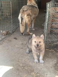 Cani lupi cecoslovacchi