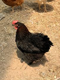Galline Marans